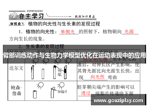 臂部训练动作与生物力学模型优化在运动表现中的应用